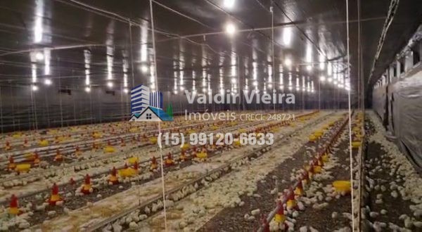 A propriedade possui 6 galpões com alojamento para 240 mil frangos, todos pressurizados com pressão negativa, garantindo as condições ideais para a criação de aves.