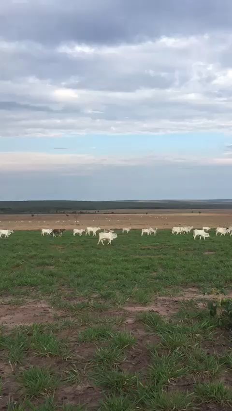 Curral novo e moderno, proporciona facilidade e segurança no manejo do gado, tudo o que uma fazenda completa em Jauru possuí.