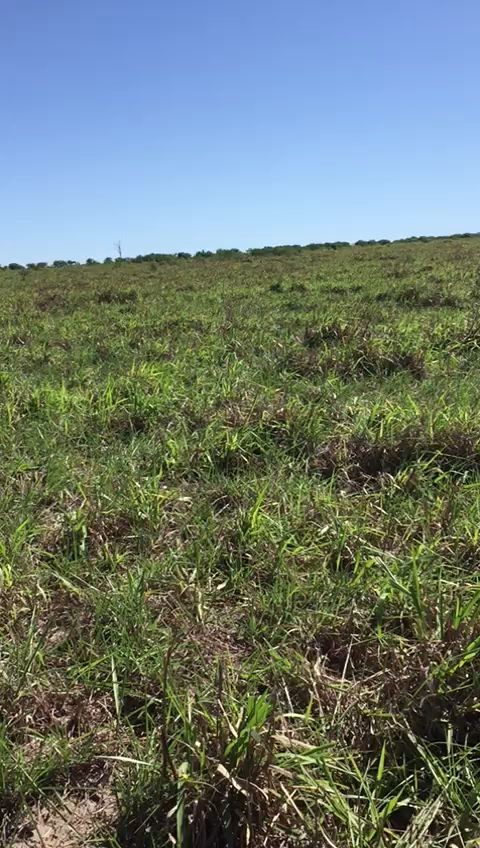 Campo aberto na fazenda completa em Jauru no coração de Mato Grosso. Primeira bloco da casa sede, permite uma criação organizada e eficiente A fazenda oferece várias divisões de pasto, permitindo uma criação organizada e completa em Jauru